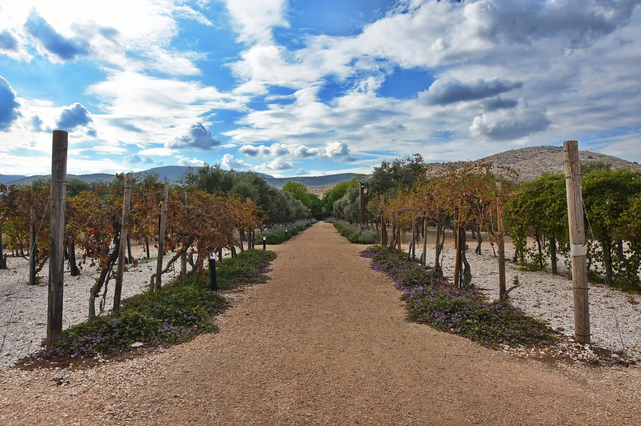 Gravel path between vineyard rows leading toward Galilee hills under a dramatic sky