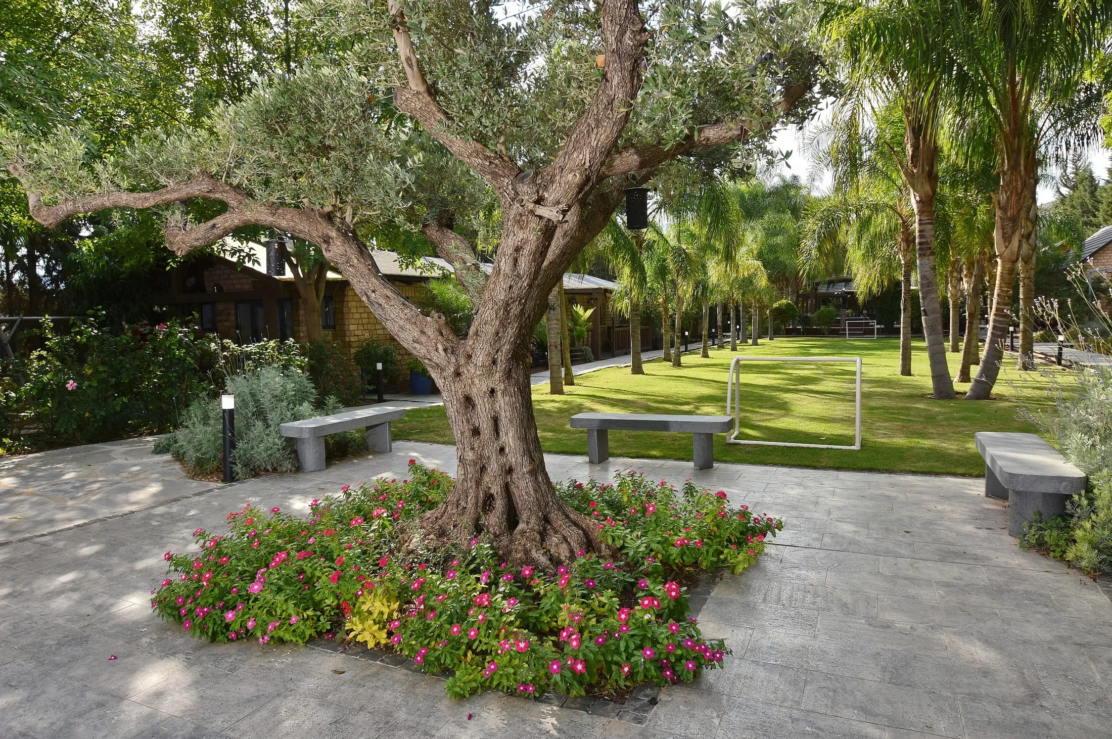 Ancient olive tree surrounded by flowers on the garden patio at Halomot Naftali